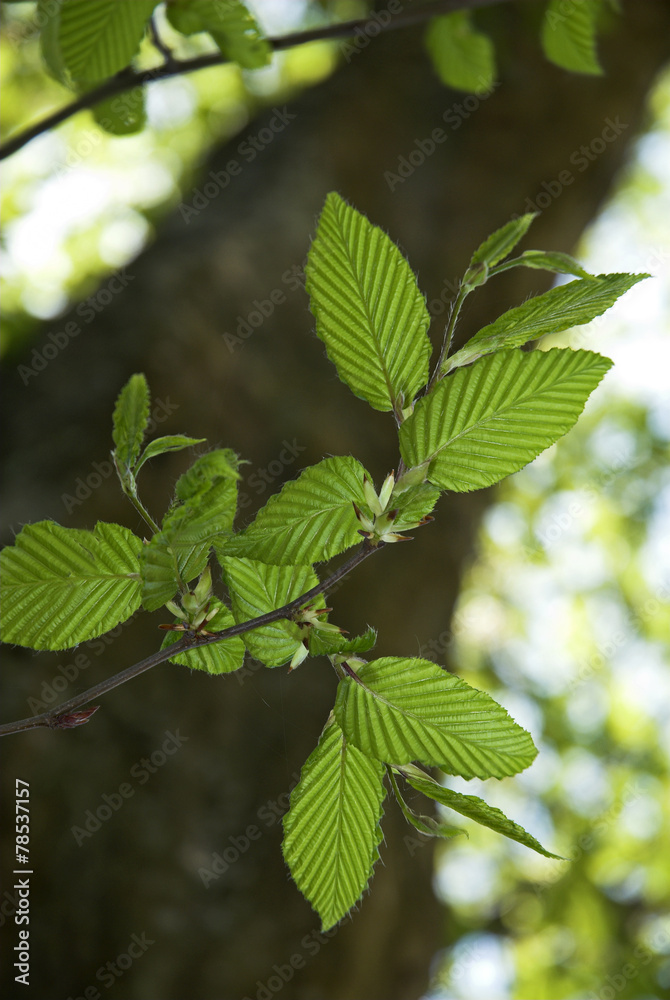 Carpinus betulus, Charme