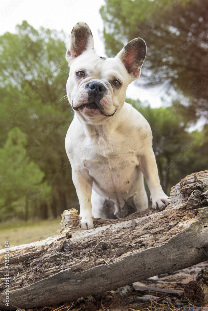 French bulldog in the forest on a tree trunk with funny expression.