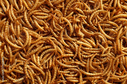 Pile of dried mealworms photo