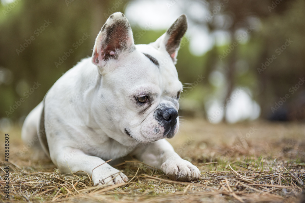 Close up portrait of French Bulldog lying in the forest with thoughtful look. Horizontal with copyspace. Close up portrait of French Bulldog lying in the forest with thoughtful look. Horizontal with copyspace.