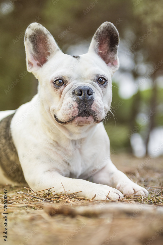 Close up portrait of French Bulldog lying in the forest.
