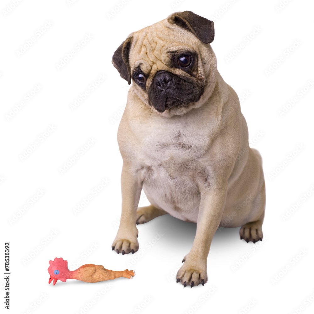 Mops Hund mit Gummihuhn Spielzeug isoliert auf weißem Hintergrund