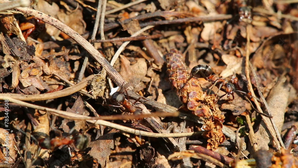 ants crawling on anthill in the woods - macro shot ants crawling on anthill in the woods - macro shot