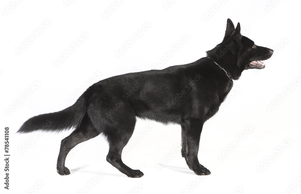 schwarzer Schaeferhund von der Seite