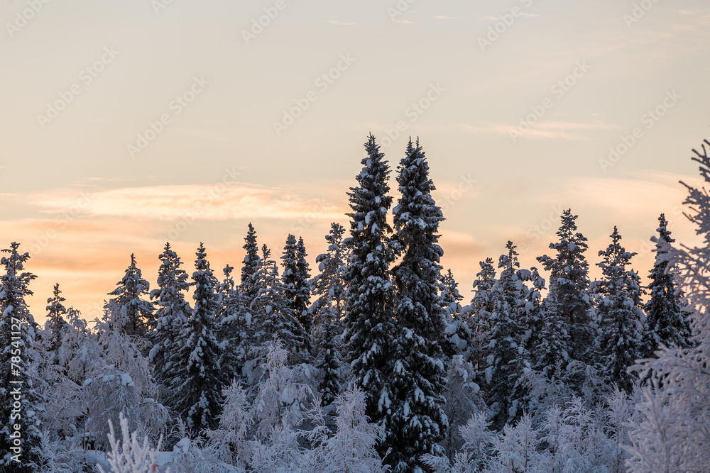 Frozen snowy forest landscape