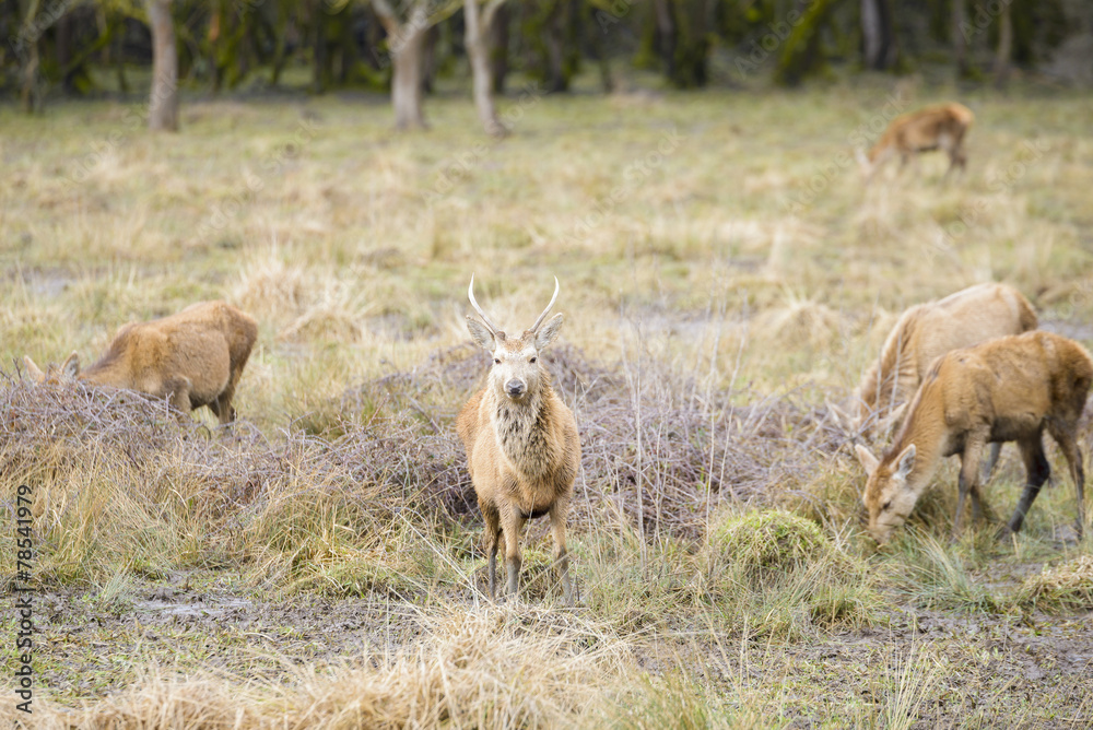 Herd of young deer, Salburua park, Vitoria(Spain) Herd of young deer, Salburua park, Vitoria(Spain)