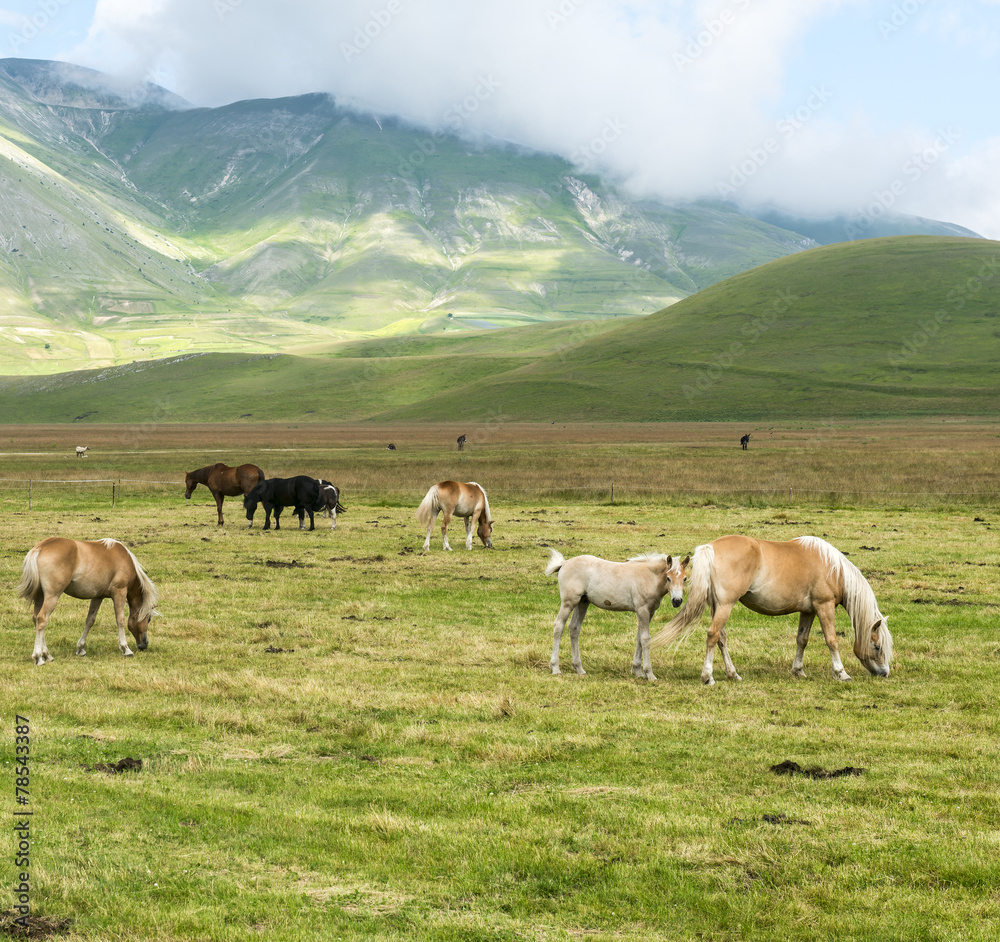 Naklejka premium Piano Grande di Castelluccio (Italy)