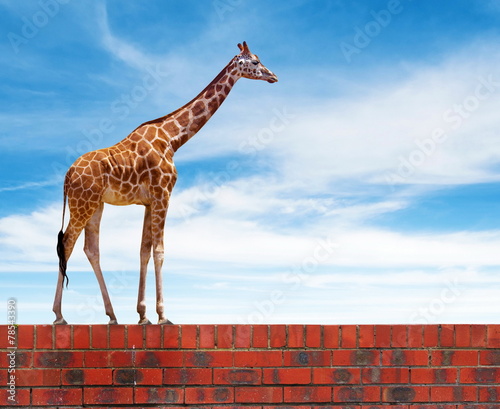 Canvas Print giraffe