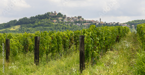 Summer landscape in Monferrato with vineyards photo