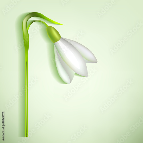 Snowdrop with a shadow on a light background