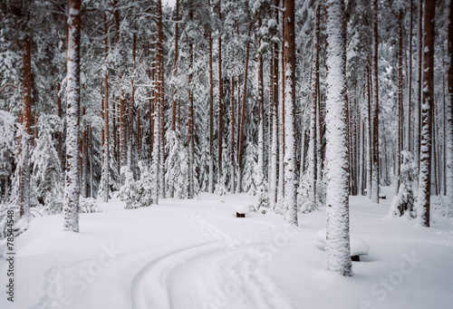 winter forest of pine