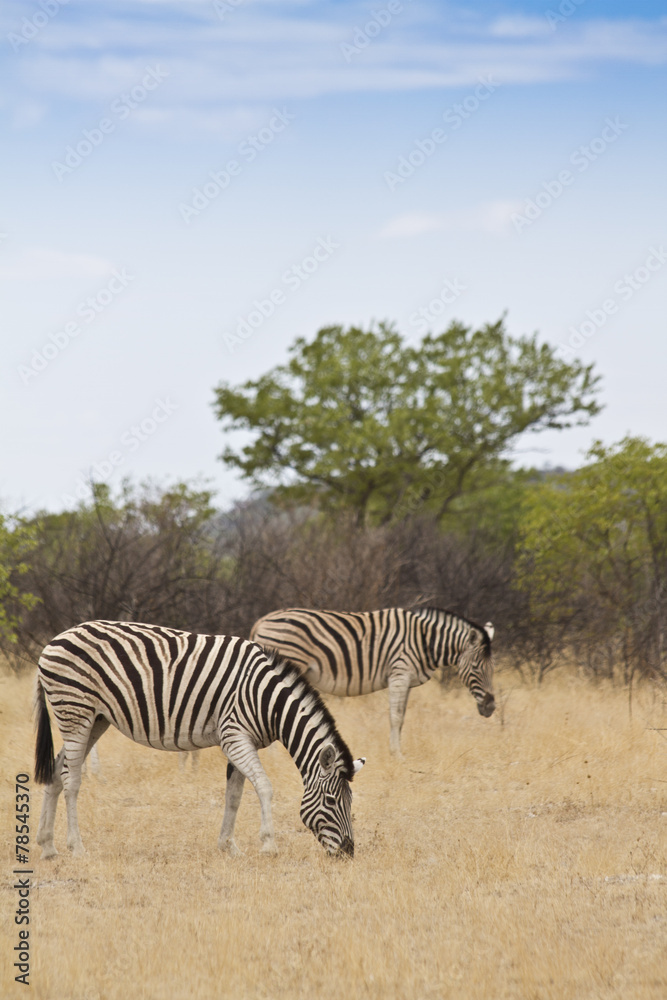 Fototapeta premium Zebras am fressen