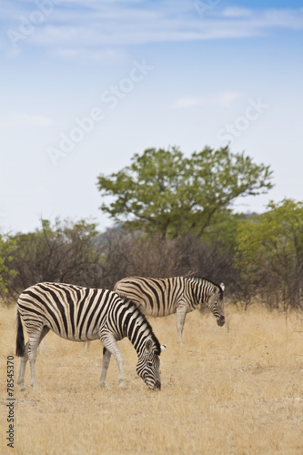 Zebras am fressen