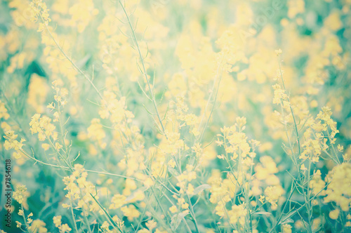 Beautiful yellow flowers