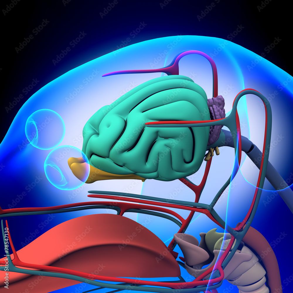 Dog Brain Anatomy Anatomy of a Male Dog Brain Stock Illustration