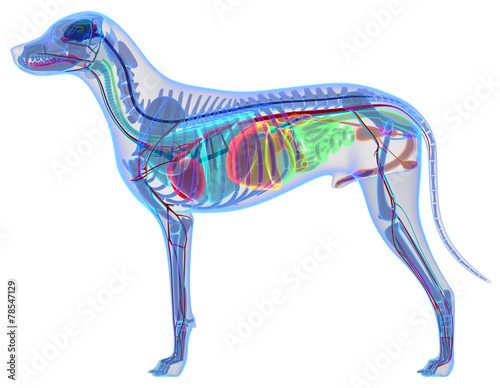 Dog Anatomy - Internal Anatomy of a Male Dog photo