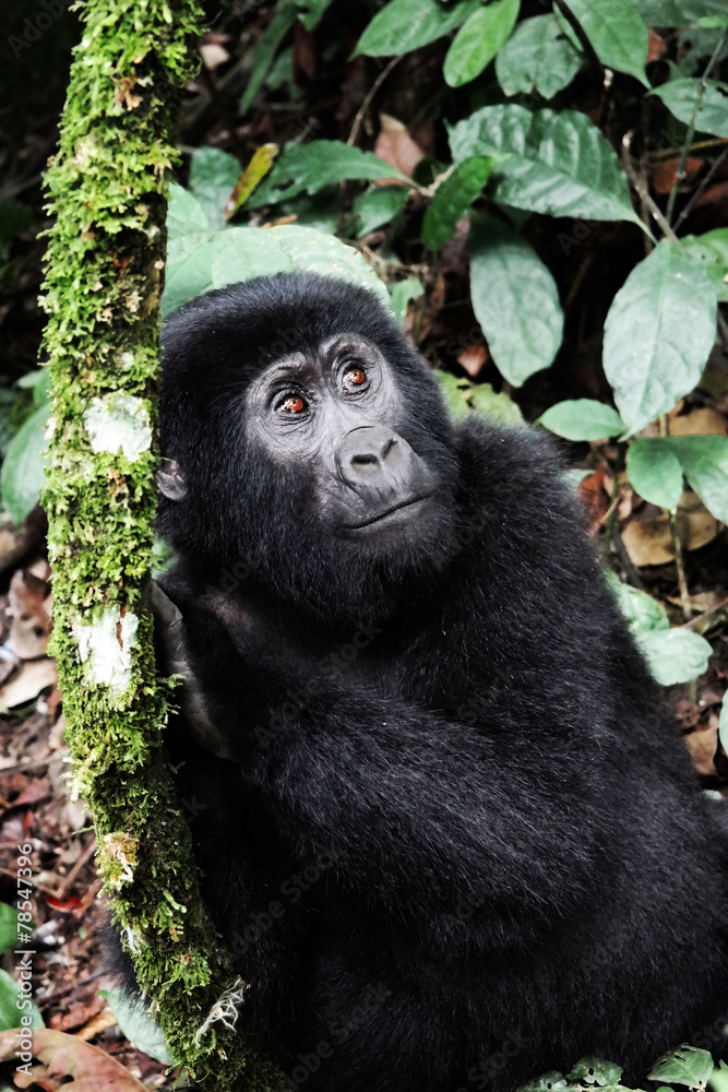 Obraz premium Small Mountain Gorilla