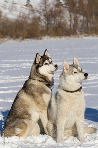 two husky sitting on the snow