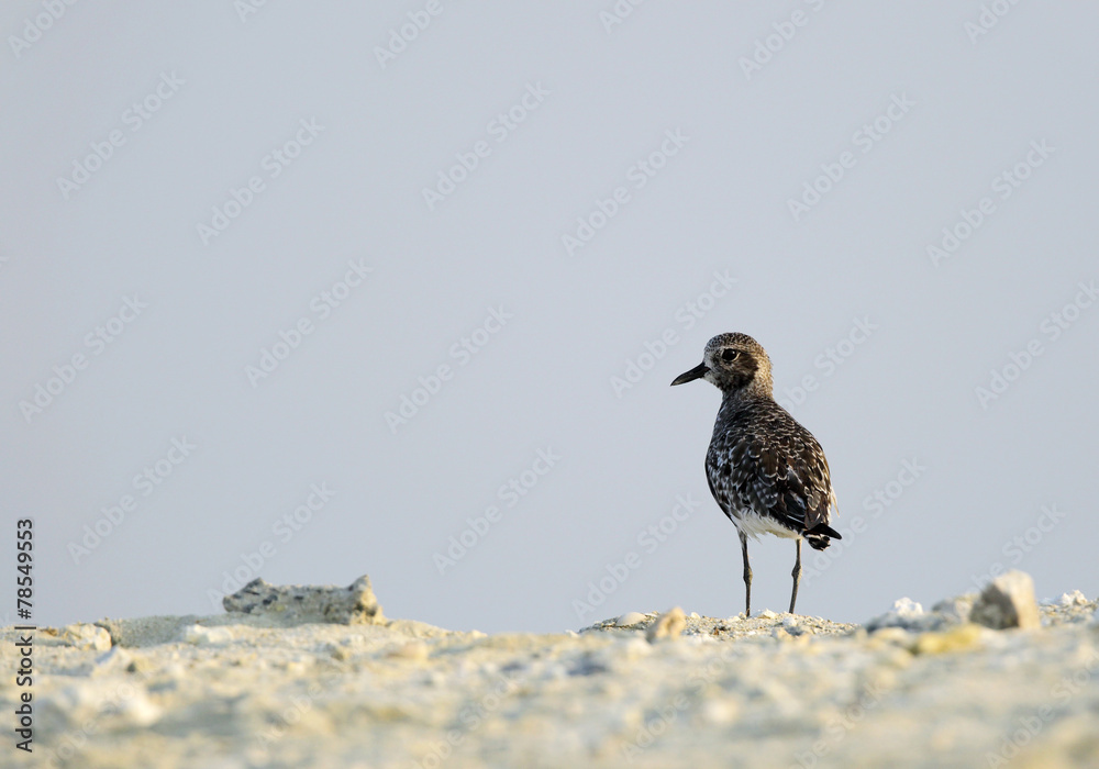 Grey Sandpiper Grey Sandpiper