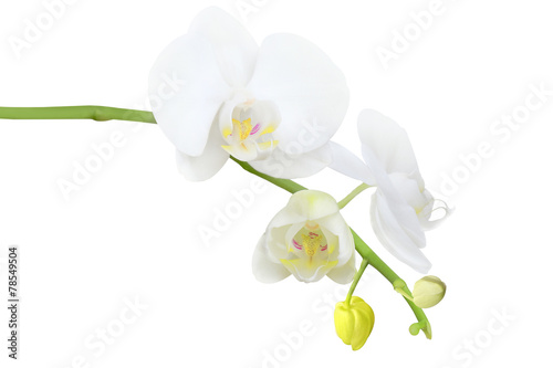 Fototapeta Naklejka Na Ścianę i Meble -  white orchid with buds