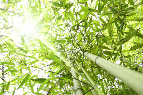 Foresta di bambù con raggi di sole che entrano dalla chioma photo