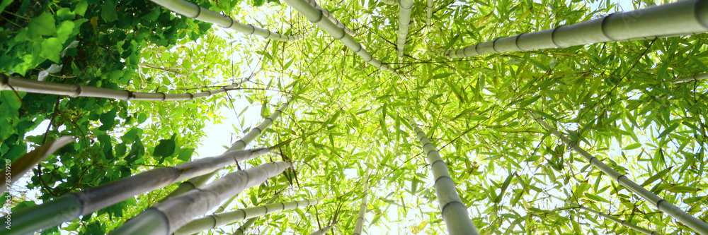 Naklejka premium Foresta di bambù