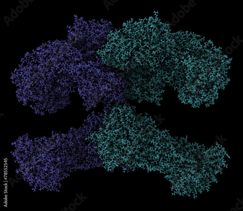 Fatty acid synthase (FAS) enzyme.  photo