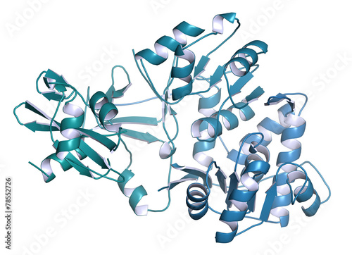 Firefly luciferase enzyme.  photo