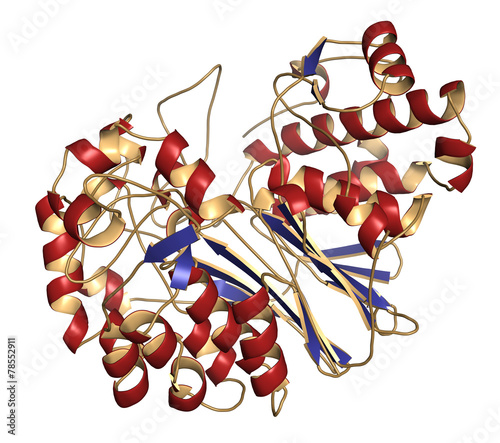 Gamma-glutamyltranspeptidase 1 (GGT 1, gamma-GT) photo