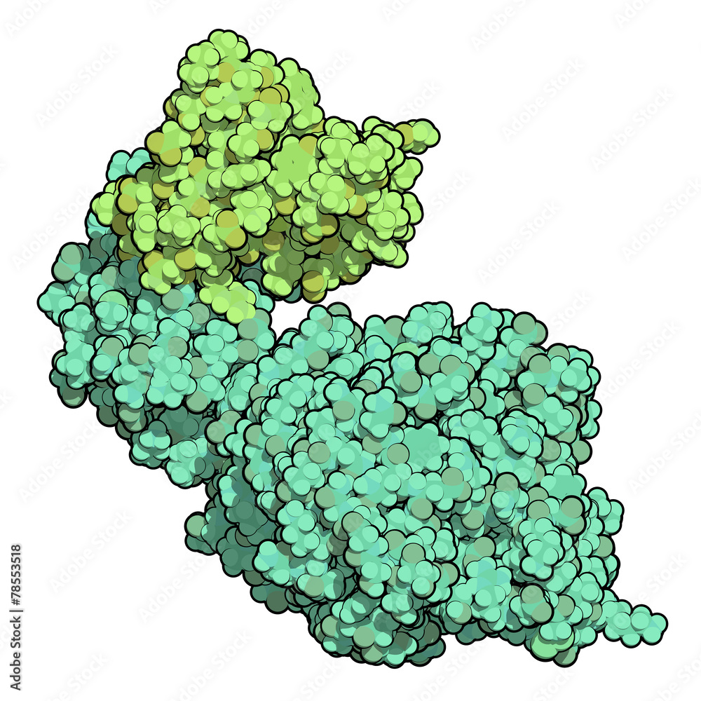 Human pancreatic lipase (HPL) enzyme, in complex with colipase. Stock