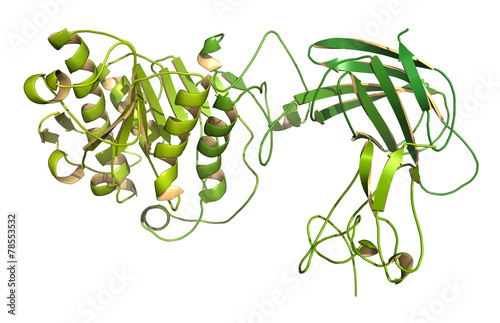 Konstfotografi Human pancreatic lipase (HPL) enzyme, in complex with colipase.