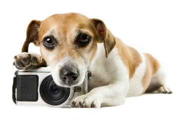 dog lying near the camera staring tired upset