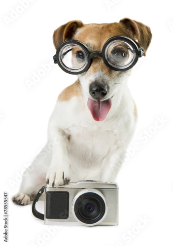 Cute dog Jack Russell terrier retro photographer