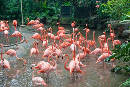 Photography Flamingo birds in the pond