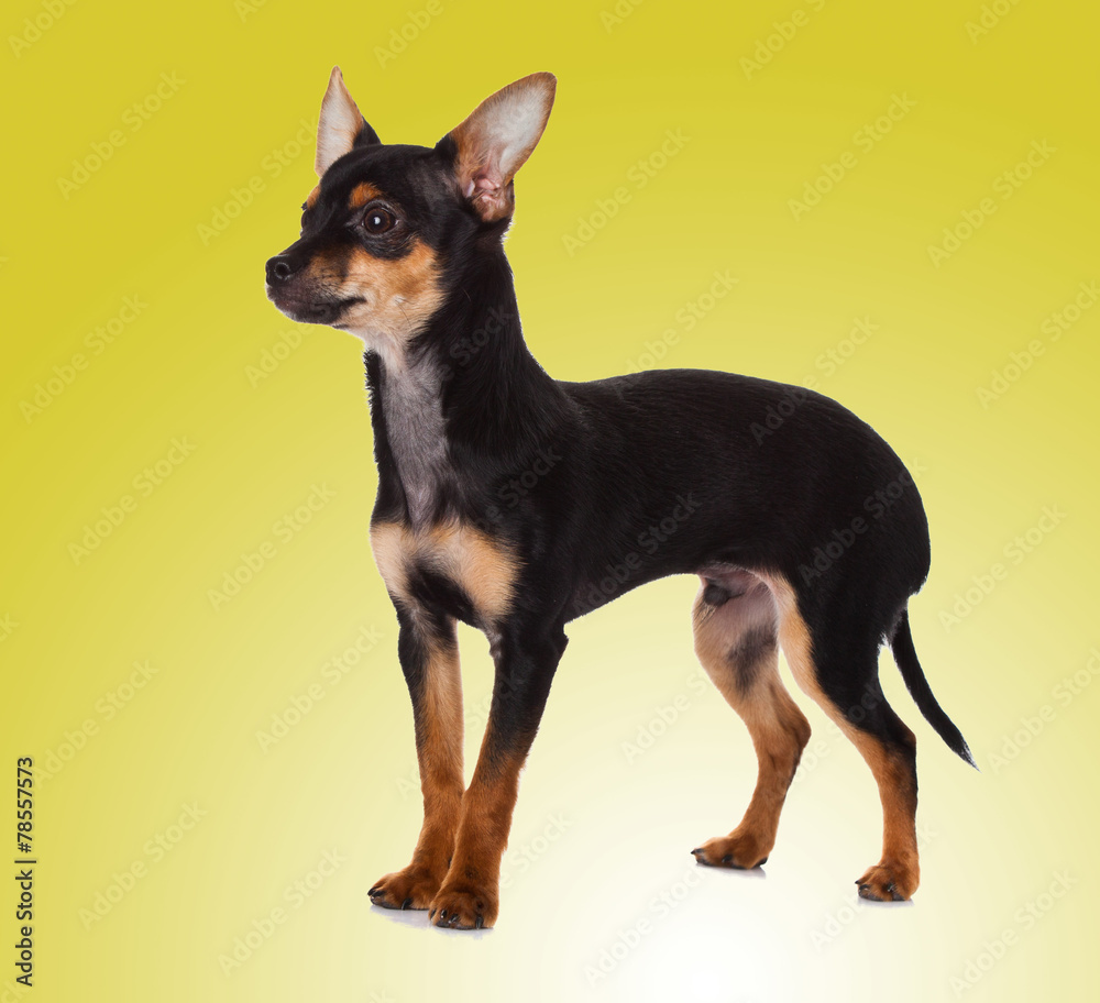 adorable Chihuahua puppy on Yellow background adorable Chihuahua puppy on Yellow background