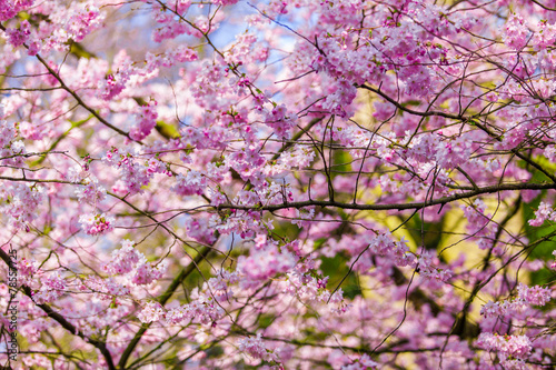 Pink sakura flowers,Sakura flowers blooming.