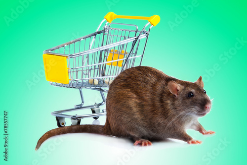 Rat with shopping cart  on green background.  concept for pet sh photo