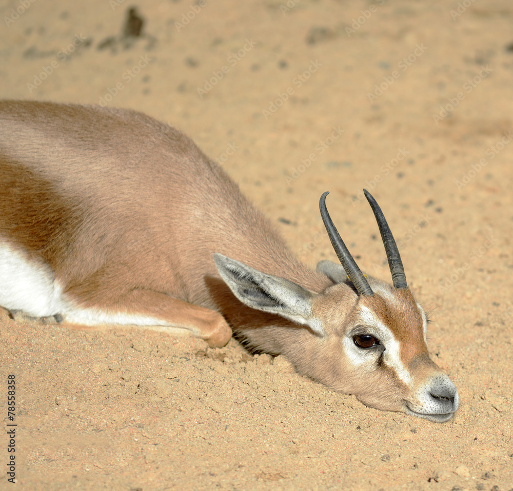 Gazelle resting on sun