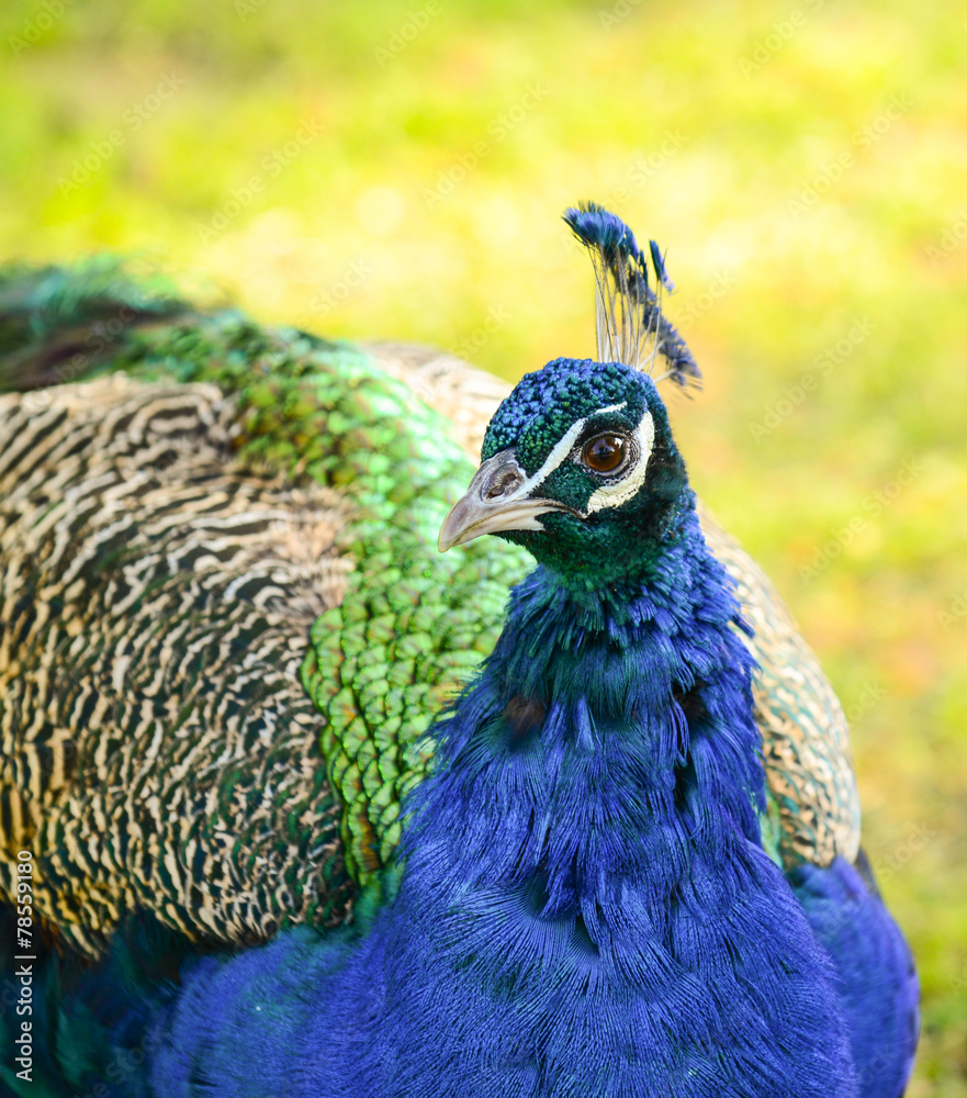 Portrait of beautiful Indian peacock Portrait of beautiful Indian peacock