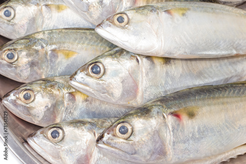 closeup fresh mackerel fish