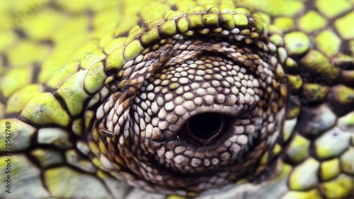 Berthold's Bush Anole (Polychrus gutturosus spurrelli) photo