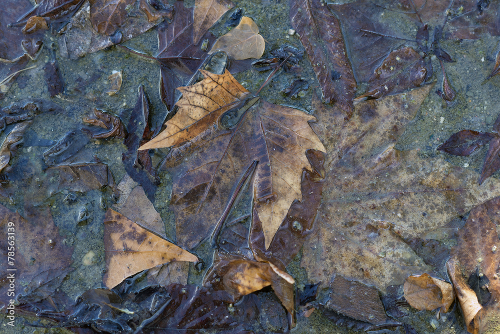 Naklejka premium Autumn leaves