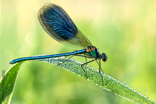 beautiful dragonfly  on a meadow closeup