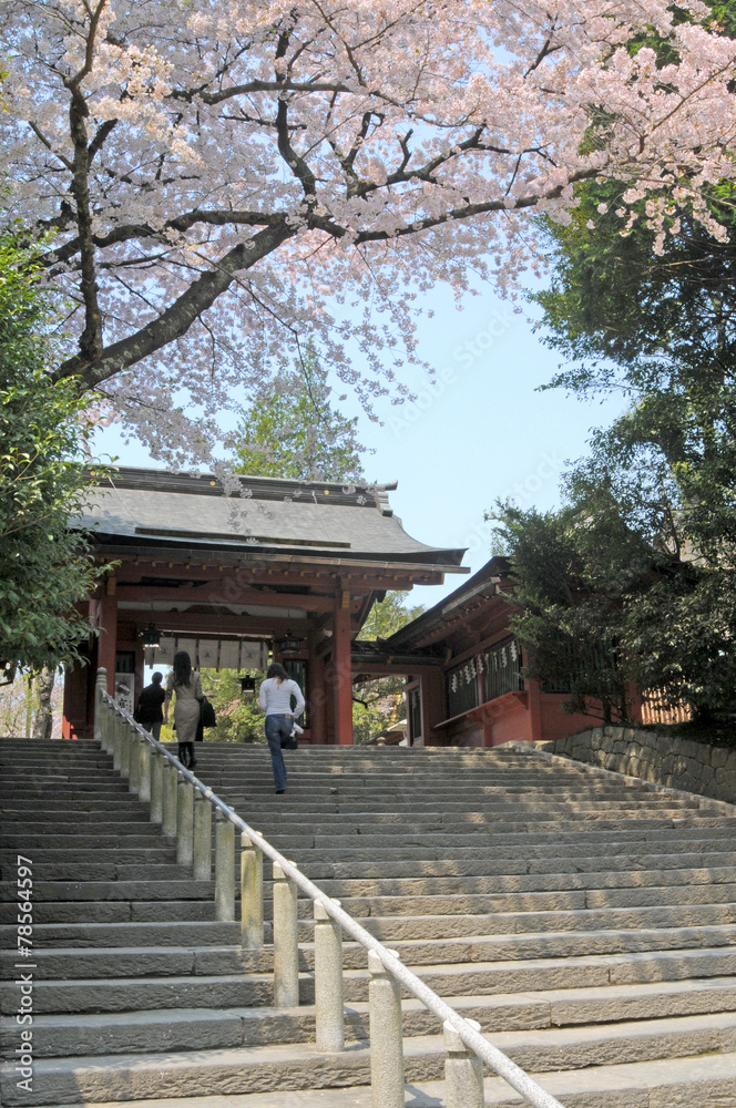 塩竈神社の桜