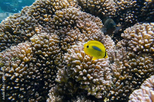 Coralfish Butterflyfish fish  coral Perth Western Australia