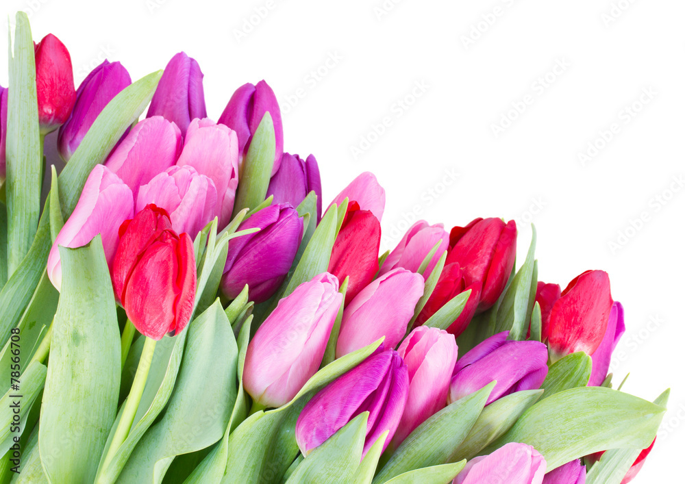bouquet of red and purple tulip flowers bouquet of red and purple tulip flowers