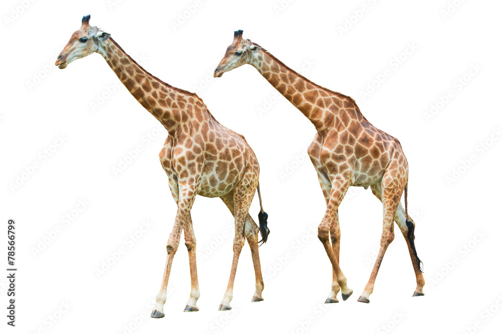 Naklejka premium Two Giraffe isolated on white background