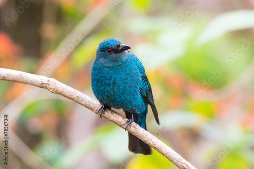 Female Asian Fairy-Bluebird (Irena puella)