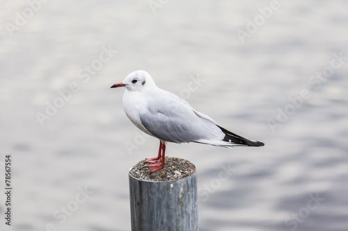 Seagull standing on post