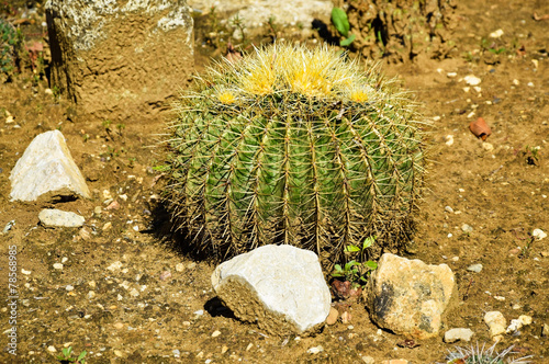 Cactuses in the garden photo